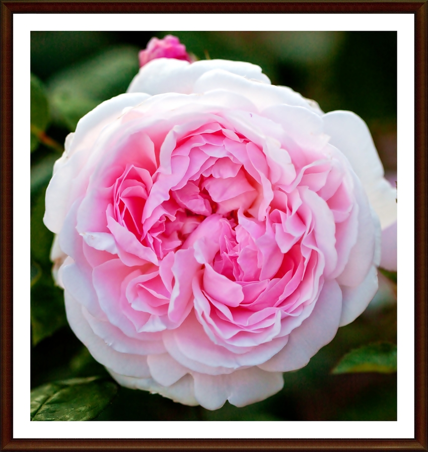 Rosa cv. Eglantyne 'Masako'