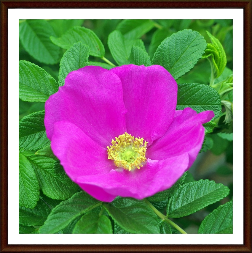 ハマナス（浜茄子）　Rosa ...