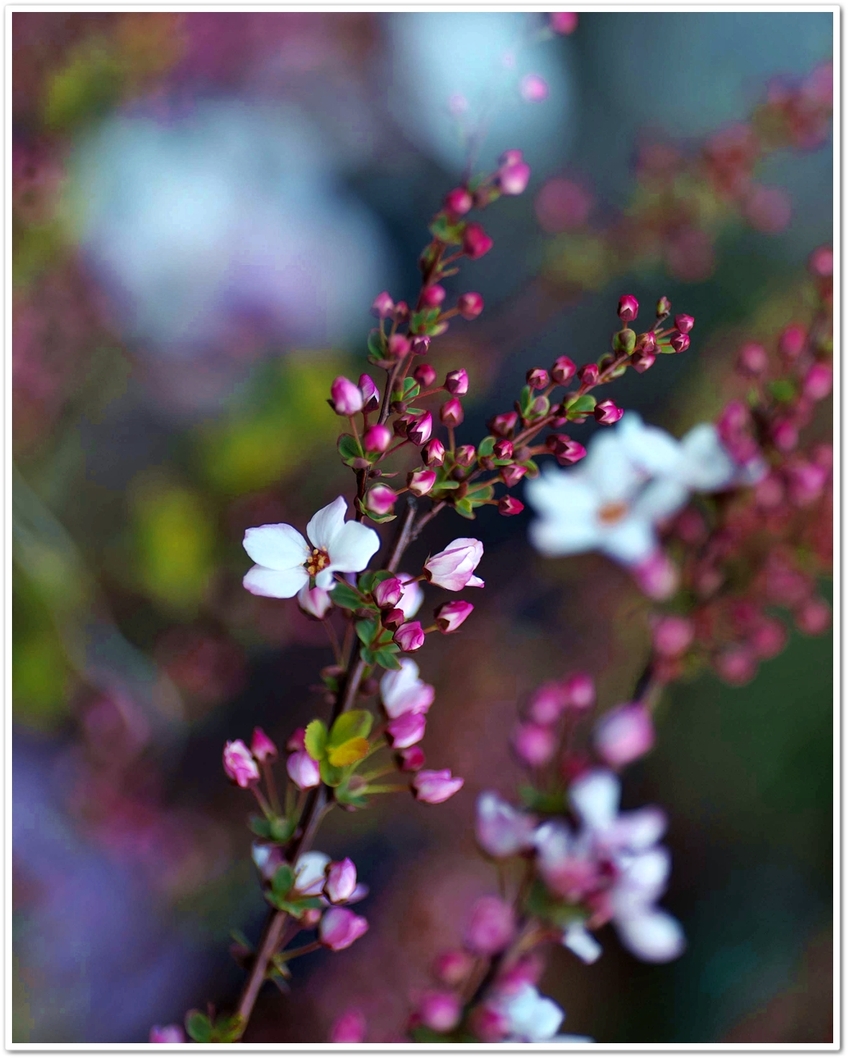 「紅花ユキヤナギ」 園芸種だが...