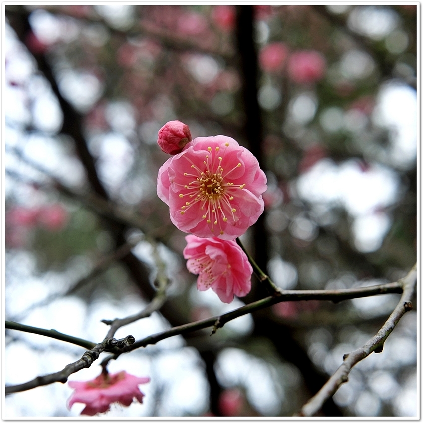 《 “梅園”春に想う！！❖ 2...