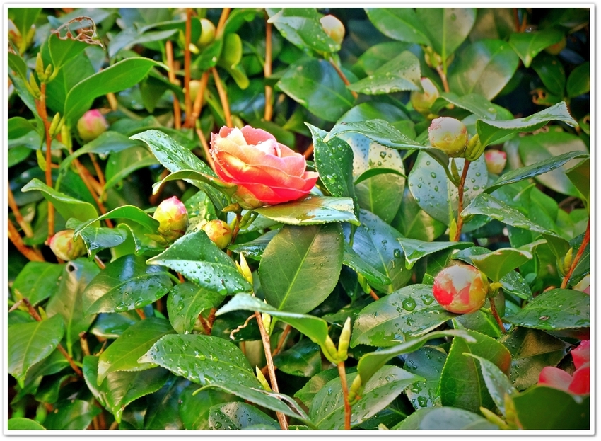 《 “薄紅色”！？！❖ 20-...