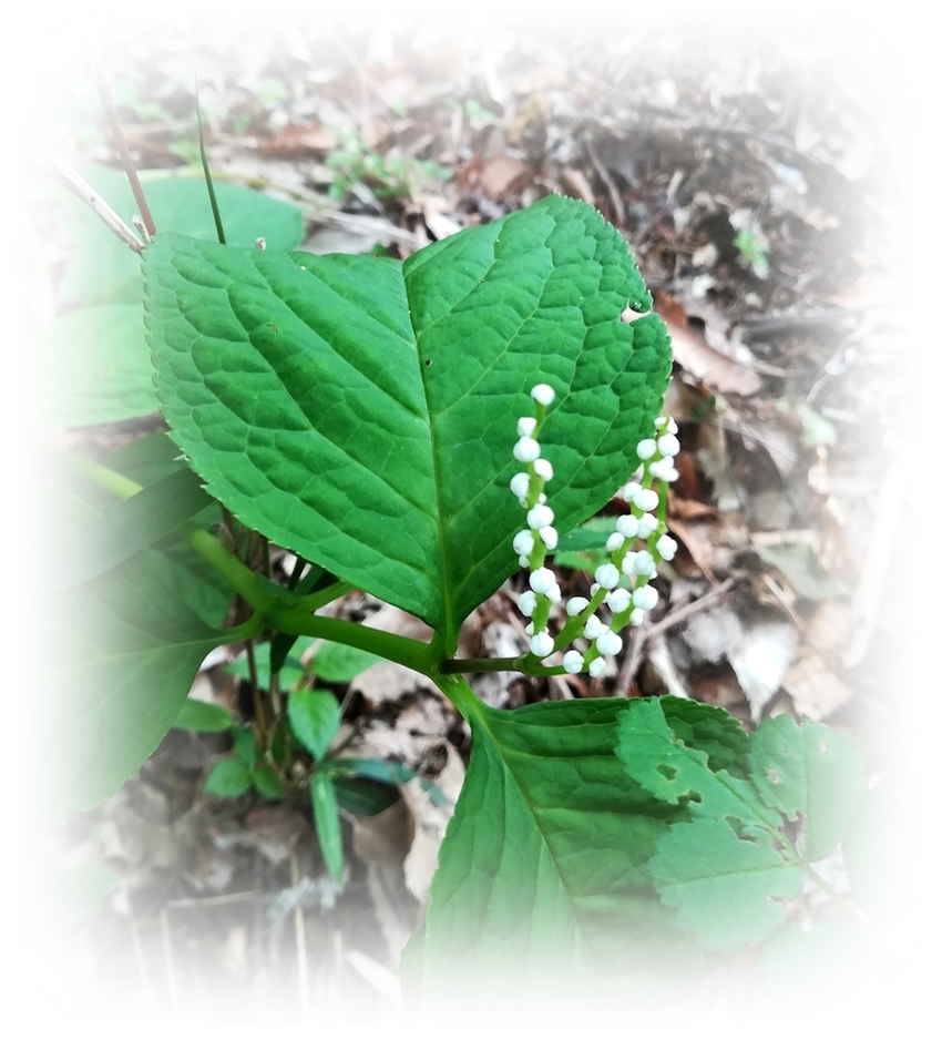 近くにフタリシズカの花が咲き始...