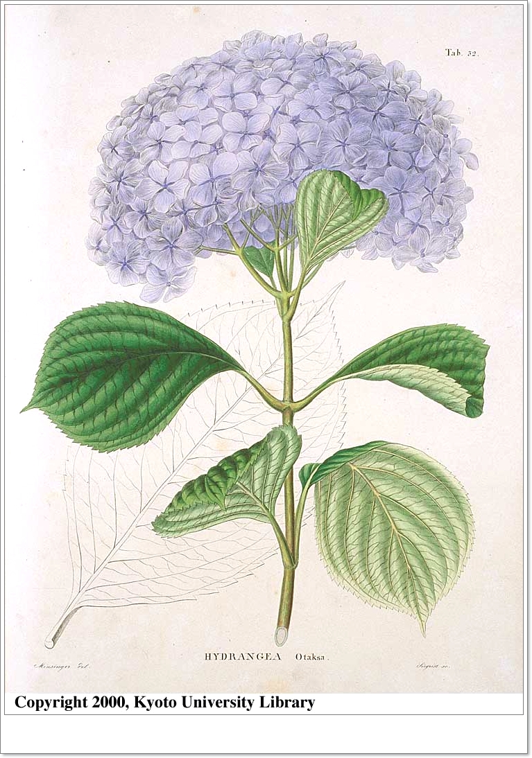 《 梅雨期に魅せる花“あぢさゐ...