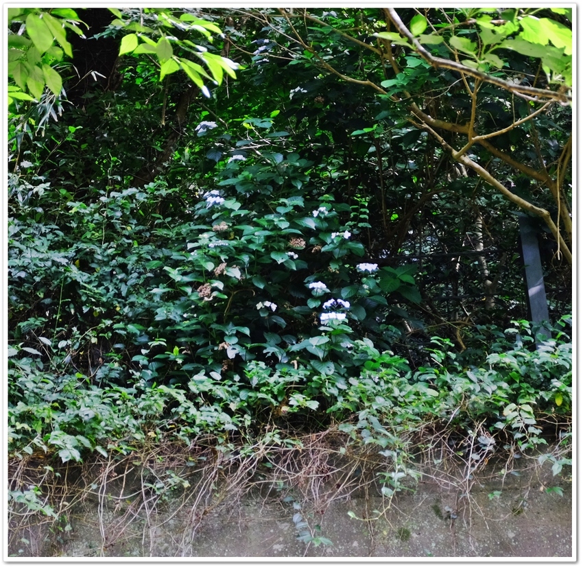 中木、小城隧道の上にも紫陽花が...