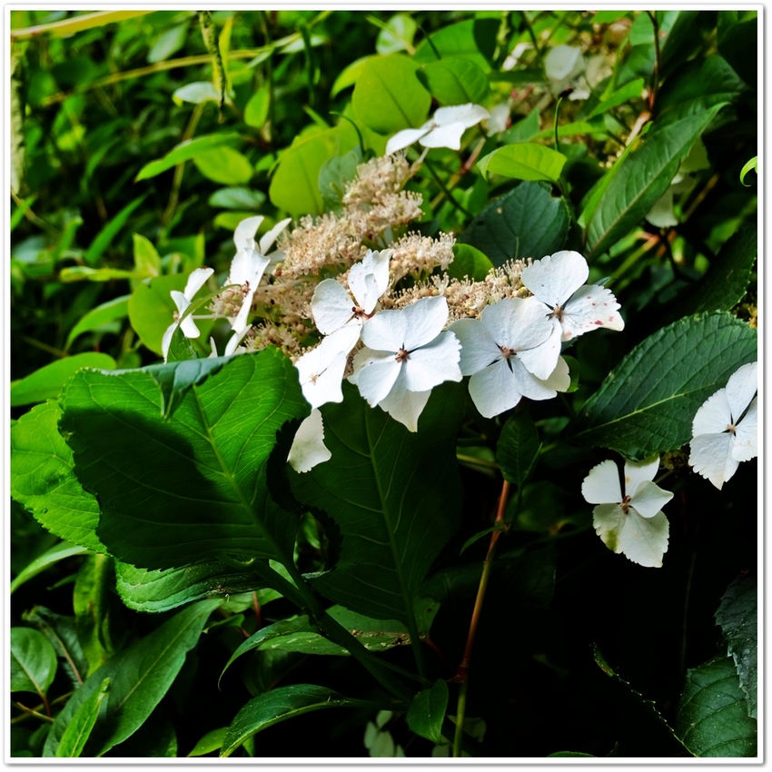 《 梅雨期に魅せる花“あぢさゐ...