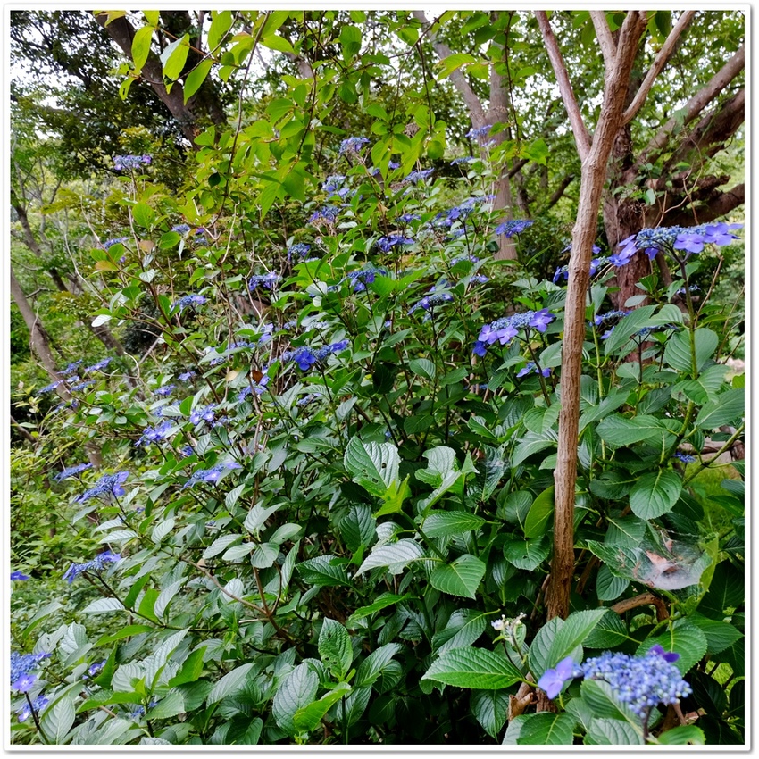 走雲峡で始めて拝した萼紫陽花。...