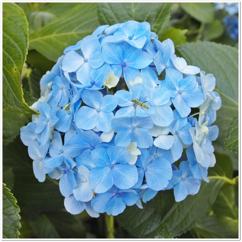 《 梅雨期に魅せる花“あぢさゐ...