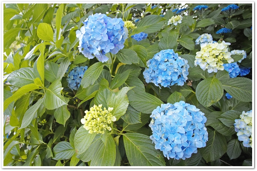 《 梅雨期に魅せる花“あぢさゐ...