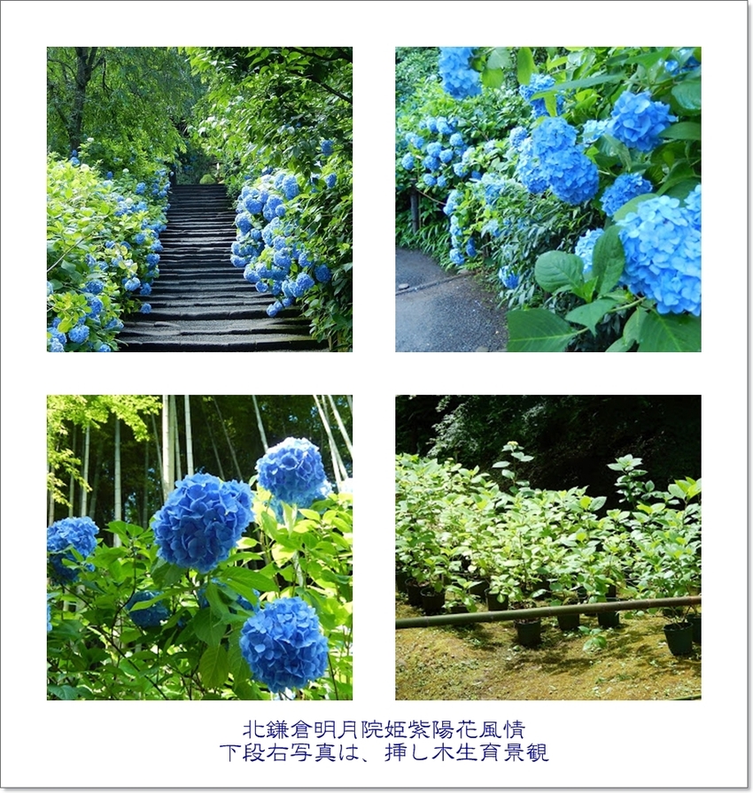 《 梅雨期に魅せる花“あぢさゐ...