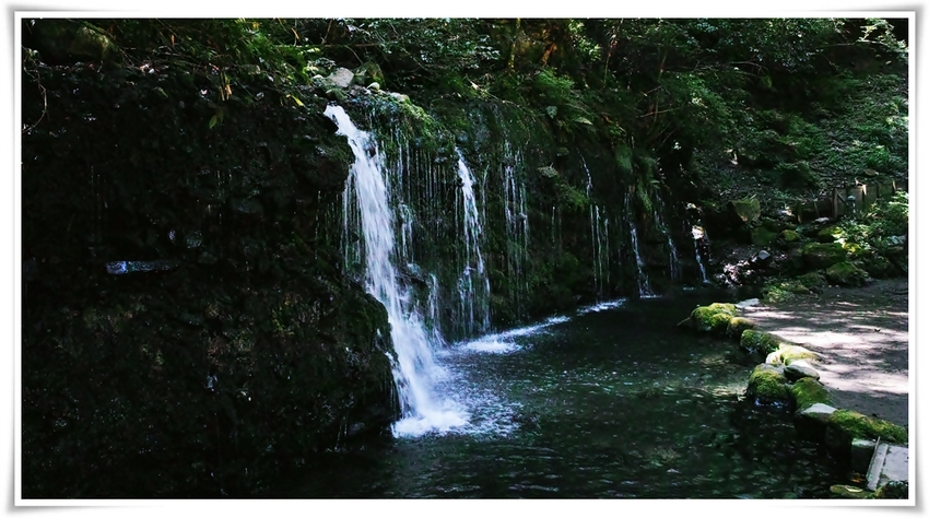 《 緑・気・浴（31）“箱根－...