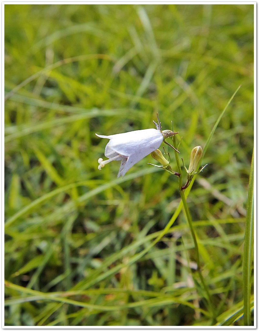キキョウ科の植物。