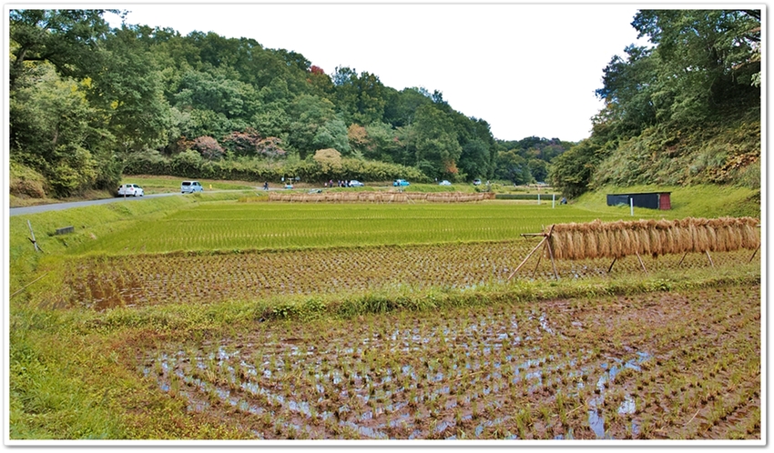 市民等に開放されている稲田。多...