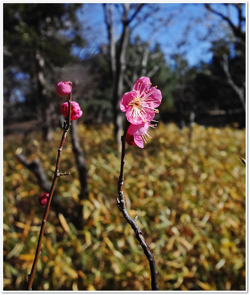 紅梅は、楚々と咲いていた。