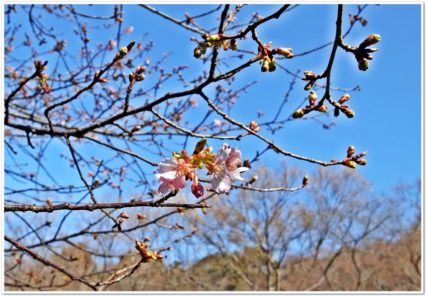 カワズザクラ（河津桜）　　　　...