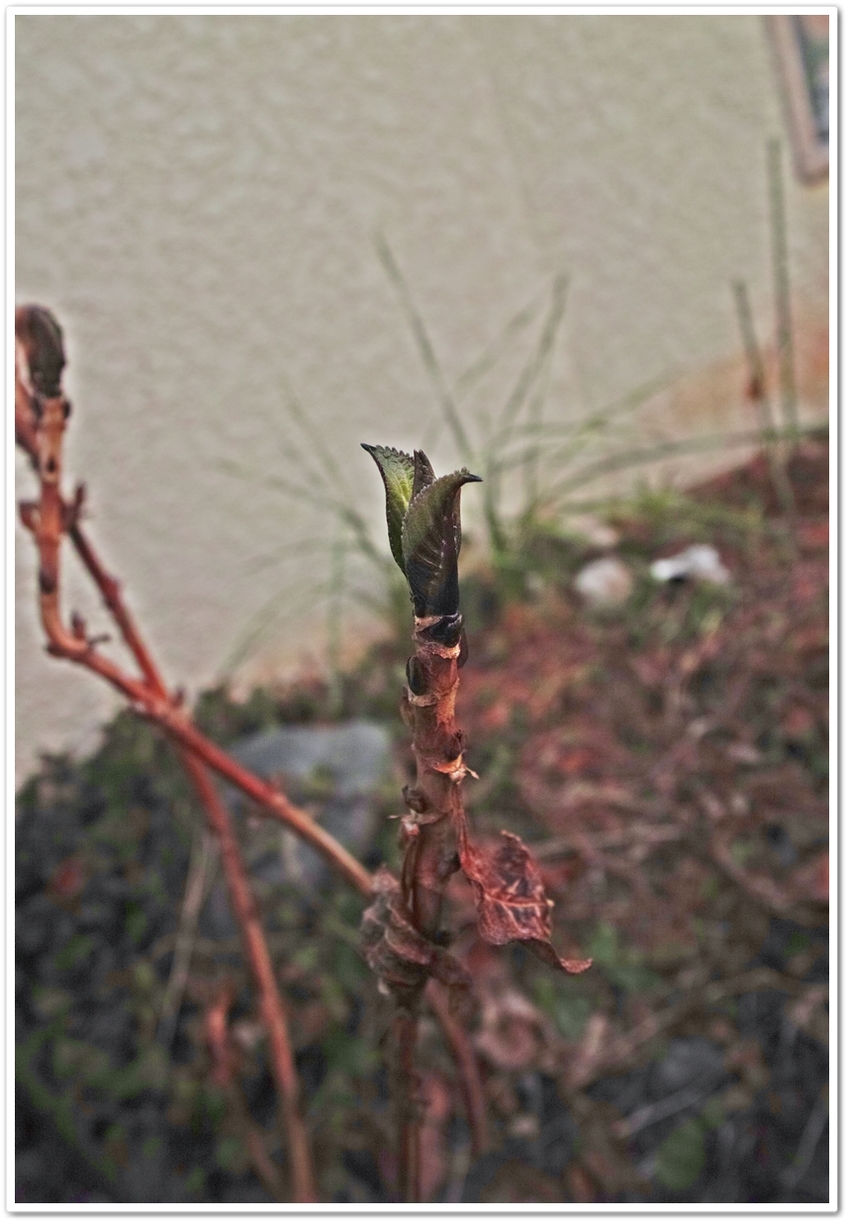 伊豆半島に自生している里紫陽花...