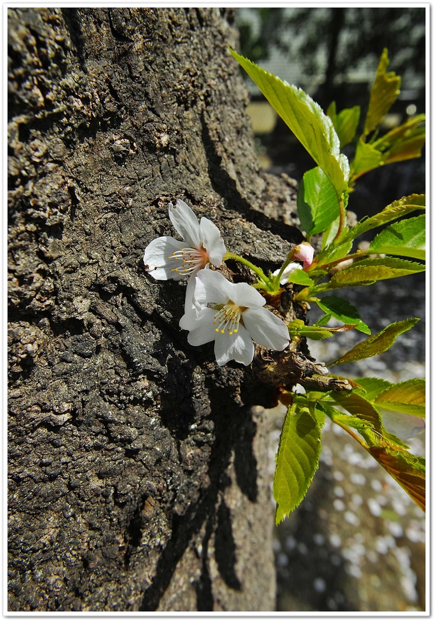 ヤマザクラ（山桜） バラ科 （...