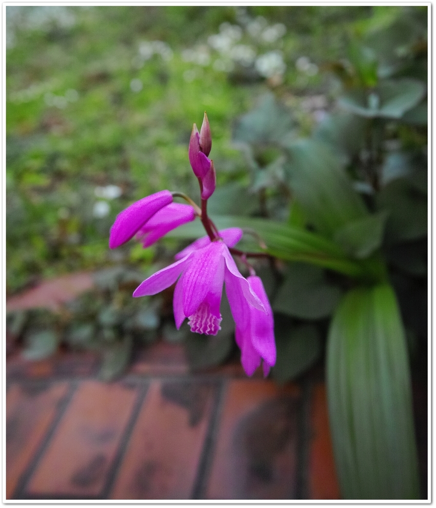 清々しい朝に魅せる、シランの花...