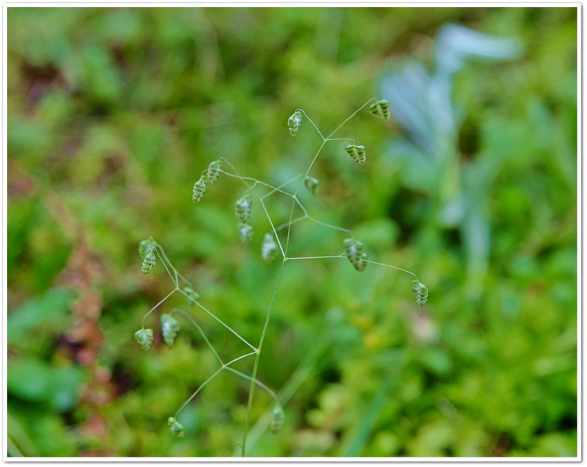 ヒメコバンソウ（姫小判草） 　...