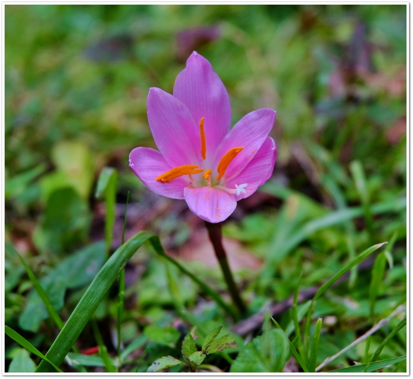 ６月２日に開花した。