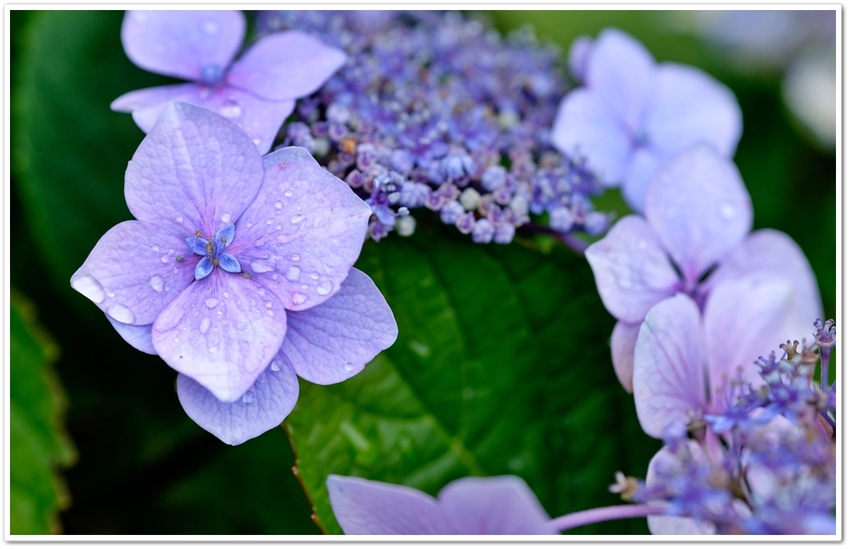 雨に似合う“萼紫陽花”