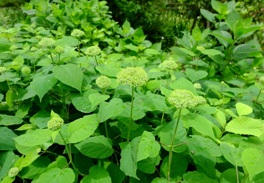 紫陽花苑で最初に見えたのが”ア...