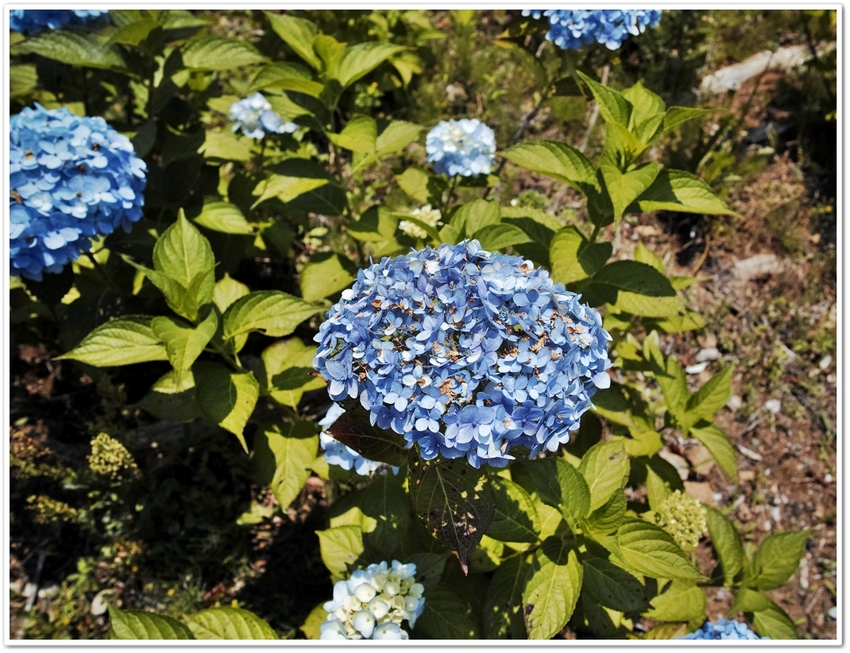 アジサイ（紫陽花） 　　　　　...