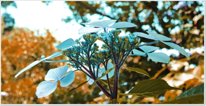 今年も見事な萼紫陽花が出迎えて...