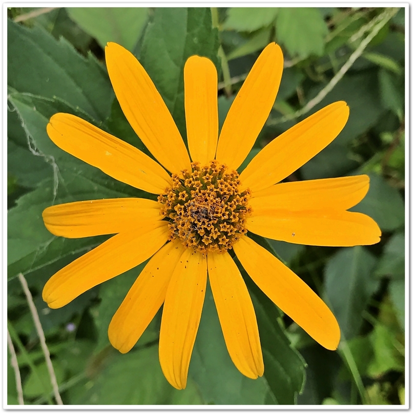 キクイモ（菊芋） 　キク科（A...