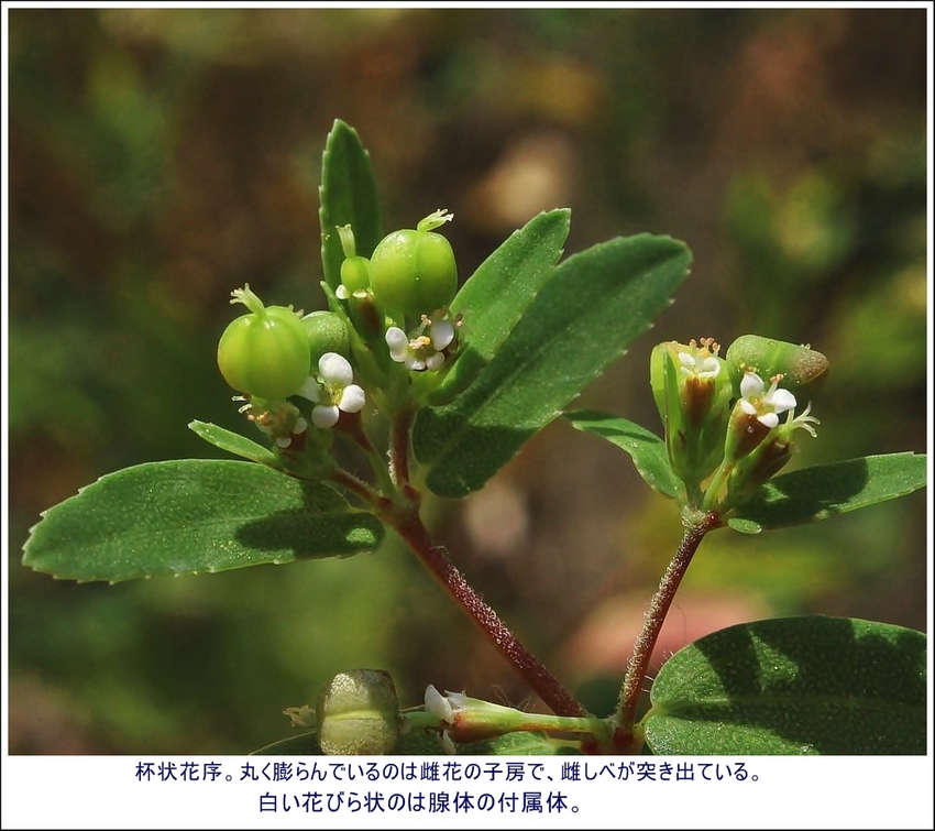 《眼福（167）“７月の泉の森...
