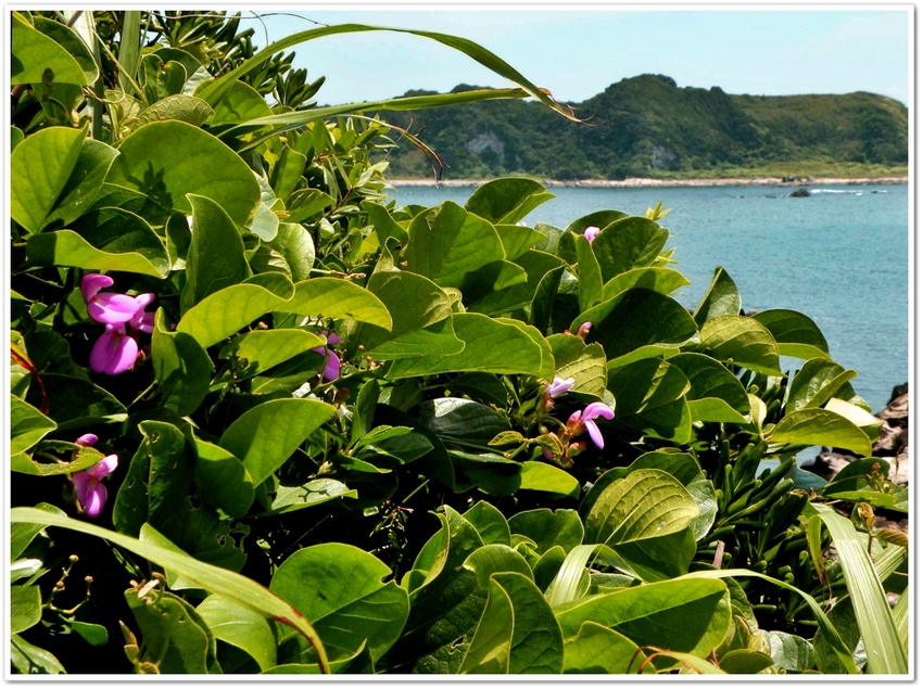 三浦半島毘沙門湾