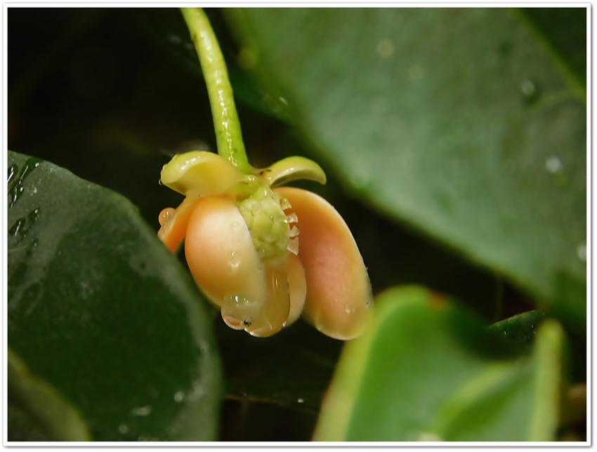 突然の雨も、花々には恵みか？？...