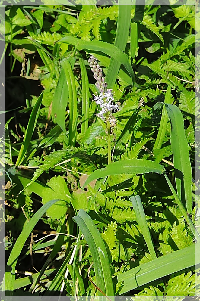 シロバナツルボ（白花蔓穂） キ...