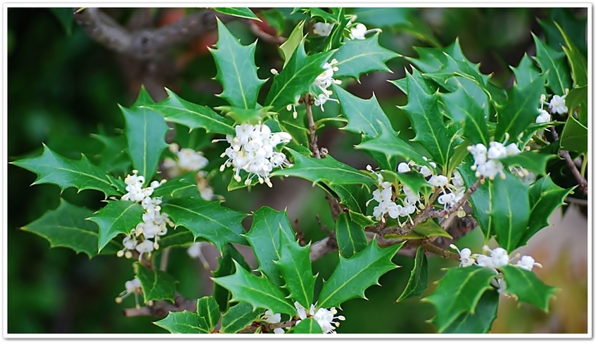 《眼福253“身近な植物観察地...