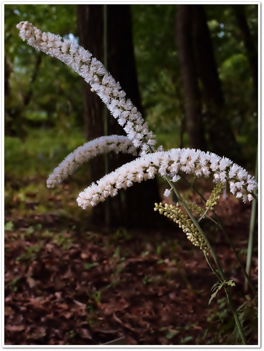 サラシナショウマ（晒菜升麻） ...