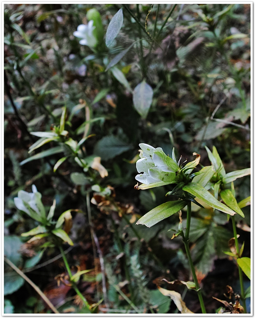 《眼福（263）“里山植物の色...