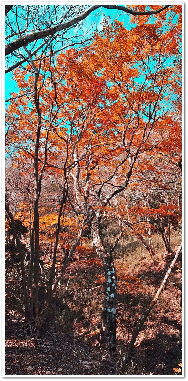 箱根山中の黄葉には少し早かった...