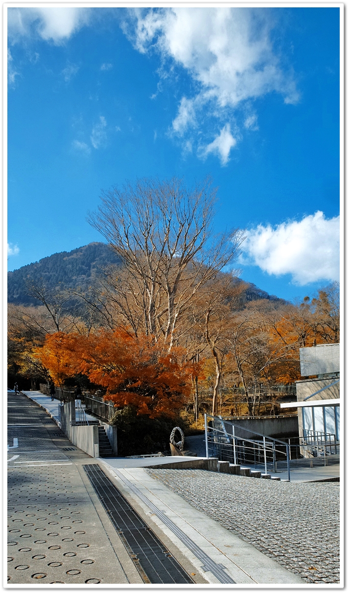 《眼福（270）“私的紅葉・黄...