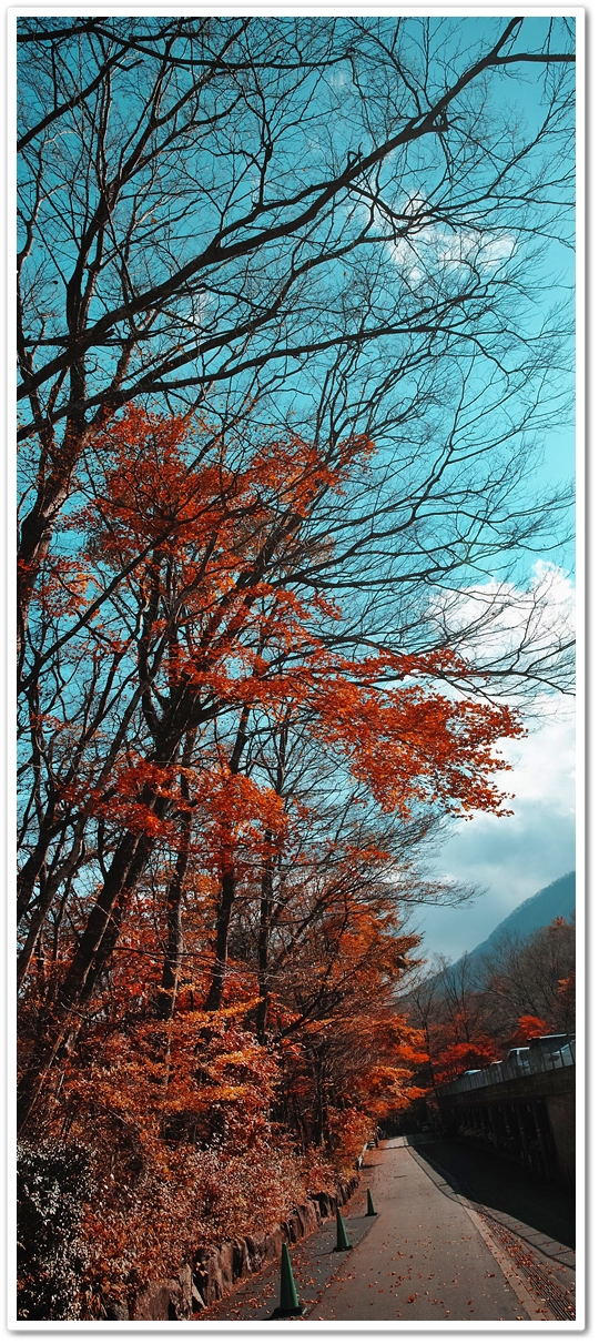 《眼福（270）“私的紅葉・黄...