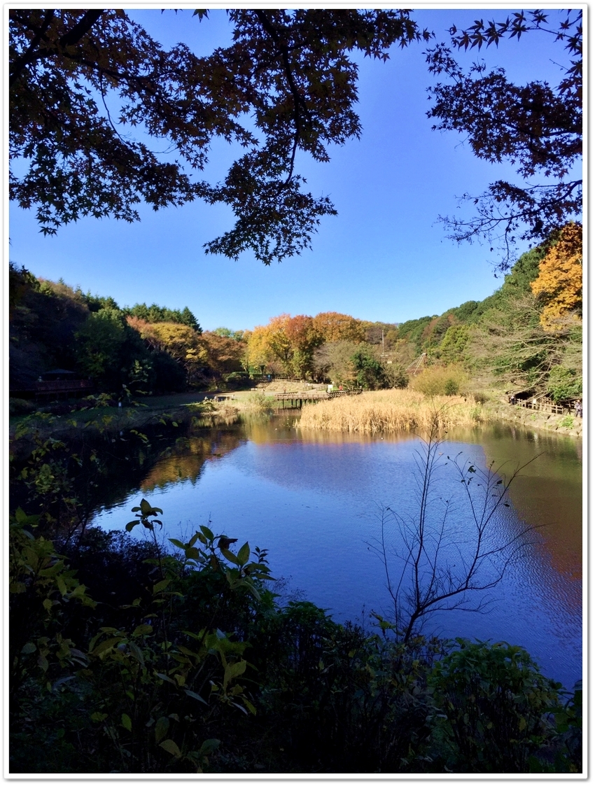 シラカシの池