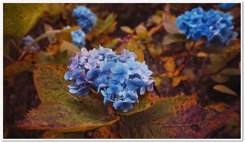 《眼福（278）“私的紅葉・黄...