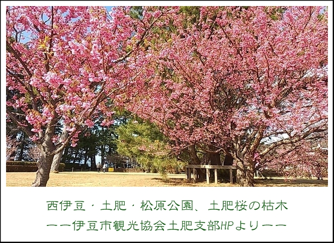 《襍・/・囈“植物（6）伊豆半...