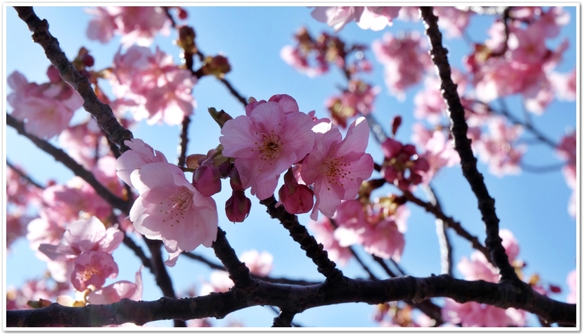 みなみの桜。