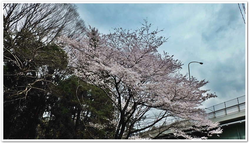 泉の森・寒桜