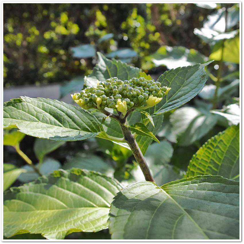 ５月２５日（茎高1m大の花）。