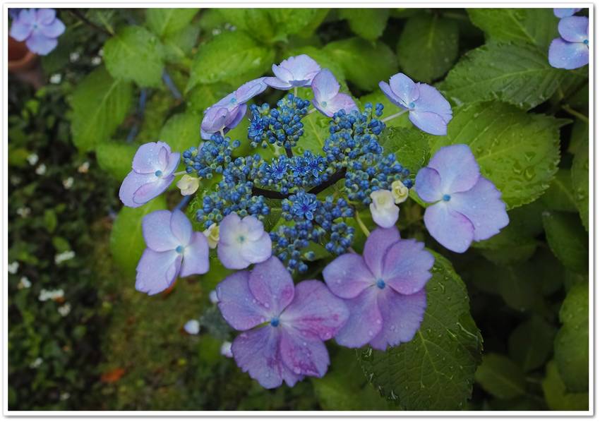 ブルー萼紫陽花（背丈・大）22...