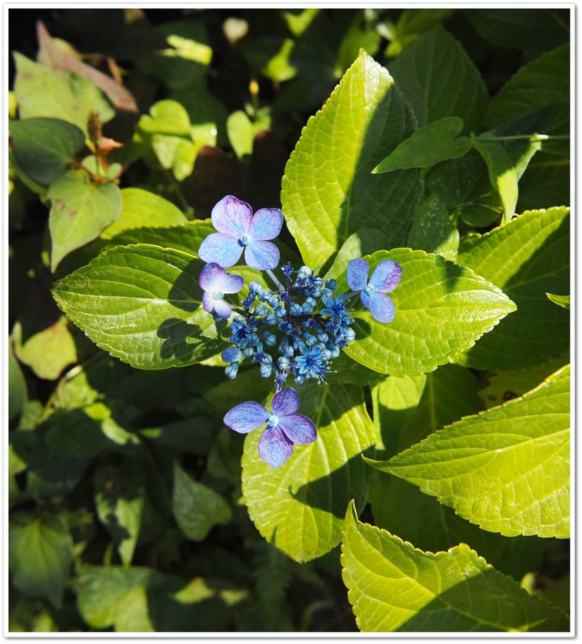昨年挿し木した紫陽花。可愛く咲...