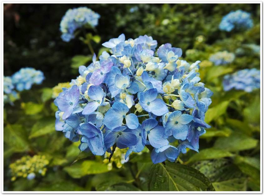 以下、伊豆高原の紫陽花の色々。