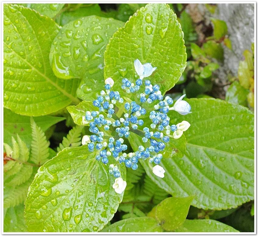 我が家の紫陽花・・色と形！！ ...