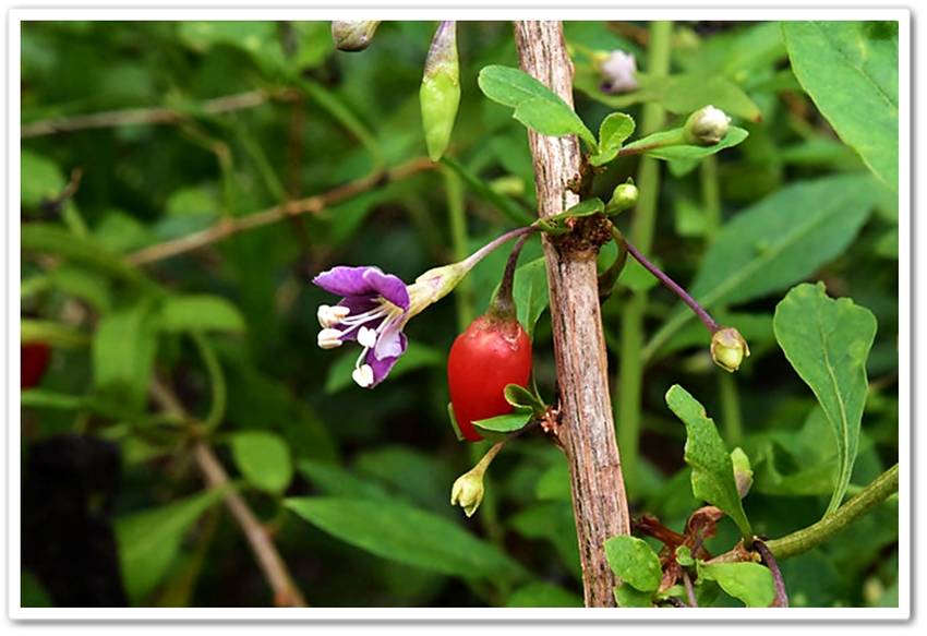 枸杞は、花と実を同時に付ける不...