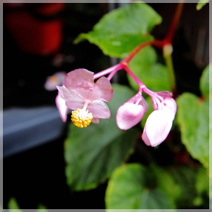 １０年前には十月初旬に花をつけ...